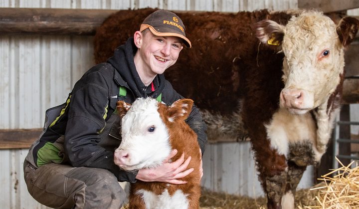 Archie Wensley with a calf