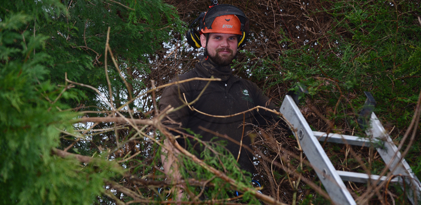 Nathaniel Confaloni working on a tree