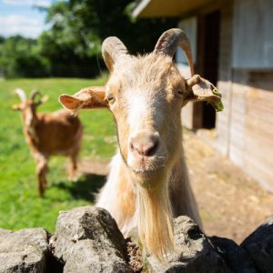 Goat looking over wall at Broomfield