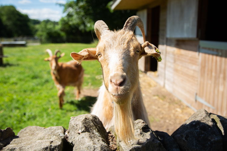 Goat looking over wall at Broomfield