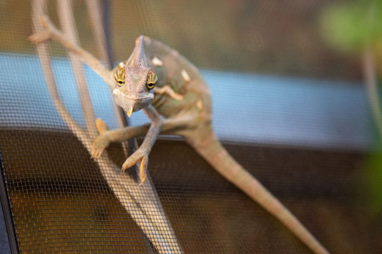 Lizard at Broomfiled Hall