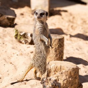 Meerkat stood on its hind legs by a small stump at its home in Broomfield Hall's Animal Unit, Ilkeston, Derbyshire
