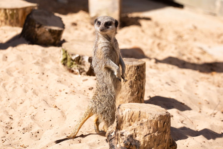 MeerKat at Broomfiled Hall