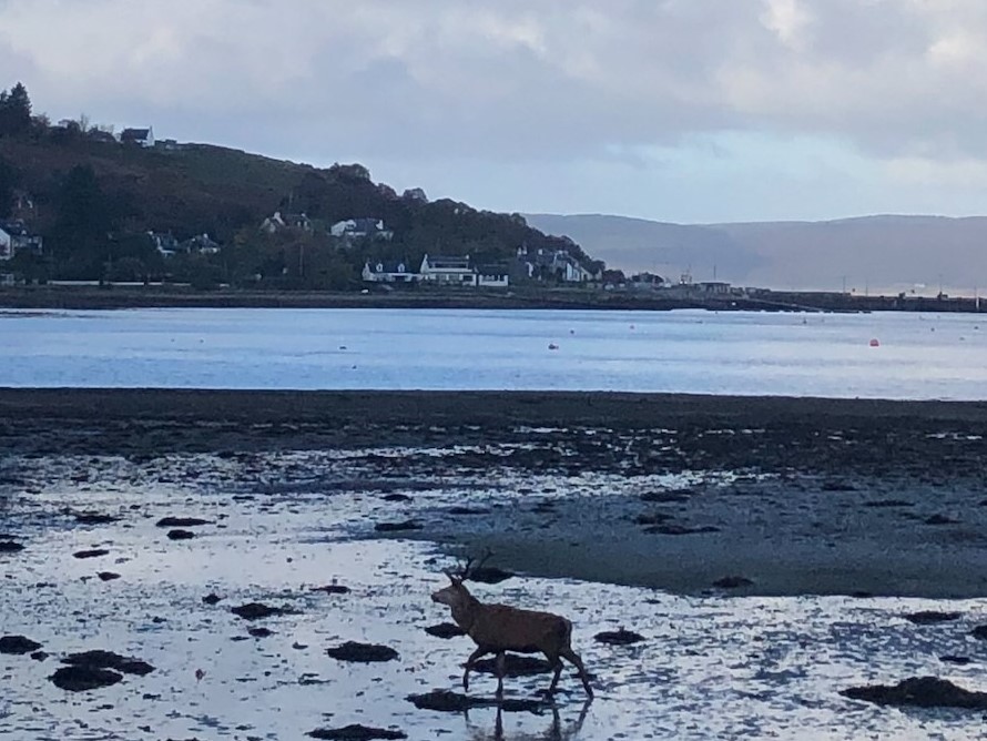 coastline with deer