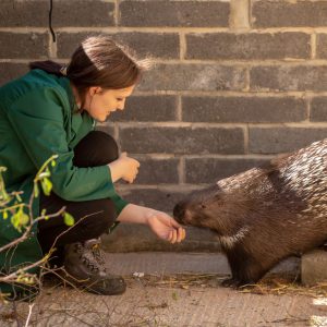 Animal Care student feeding a porcupine from her hand.