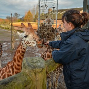 Chester Zoo team manager of giraffes feeding the Rothschilds giraffes