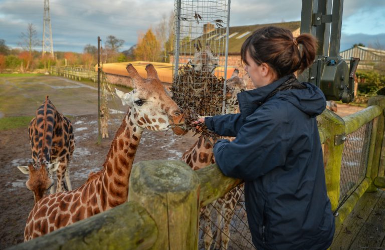 Chester Zoo team manager of giraffes feeding the Rothschilds giraffes