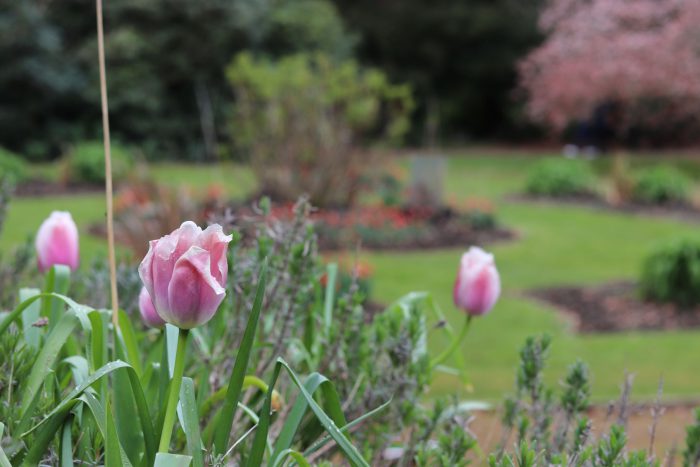 Close-up of flowers at Broomfield Hall.