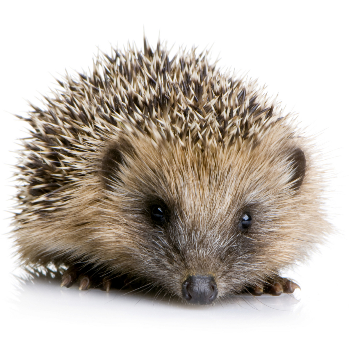 A hedgehog.