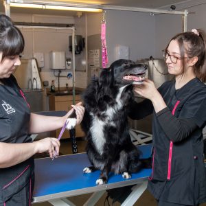 Broomfield Hall Dog Grooming Salon workers grooming a dog.