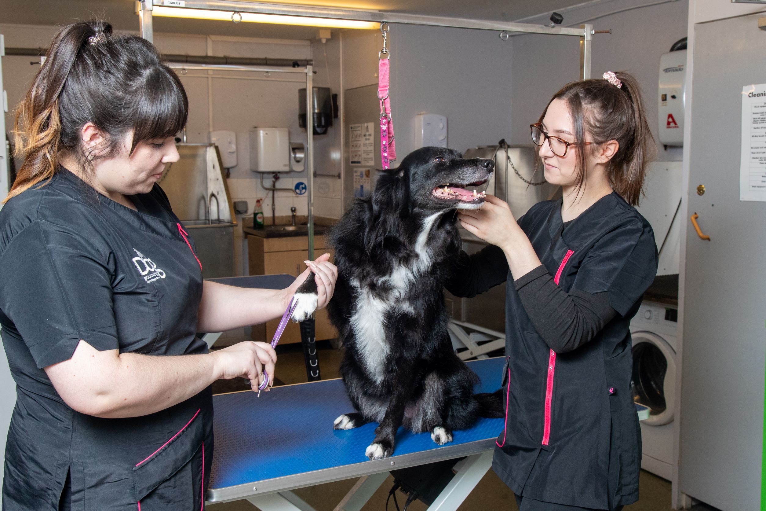 Broomfield Hall Dog Grooming Salon workers grooming a dog.