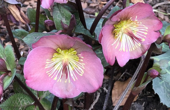 Hellebores Pennys Pink flowers at Broomfield Hall.