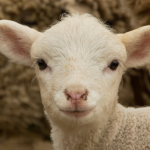 Lamb at Broomfield Hall.