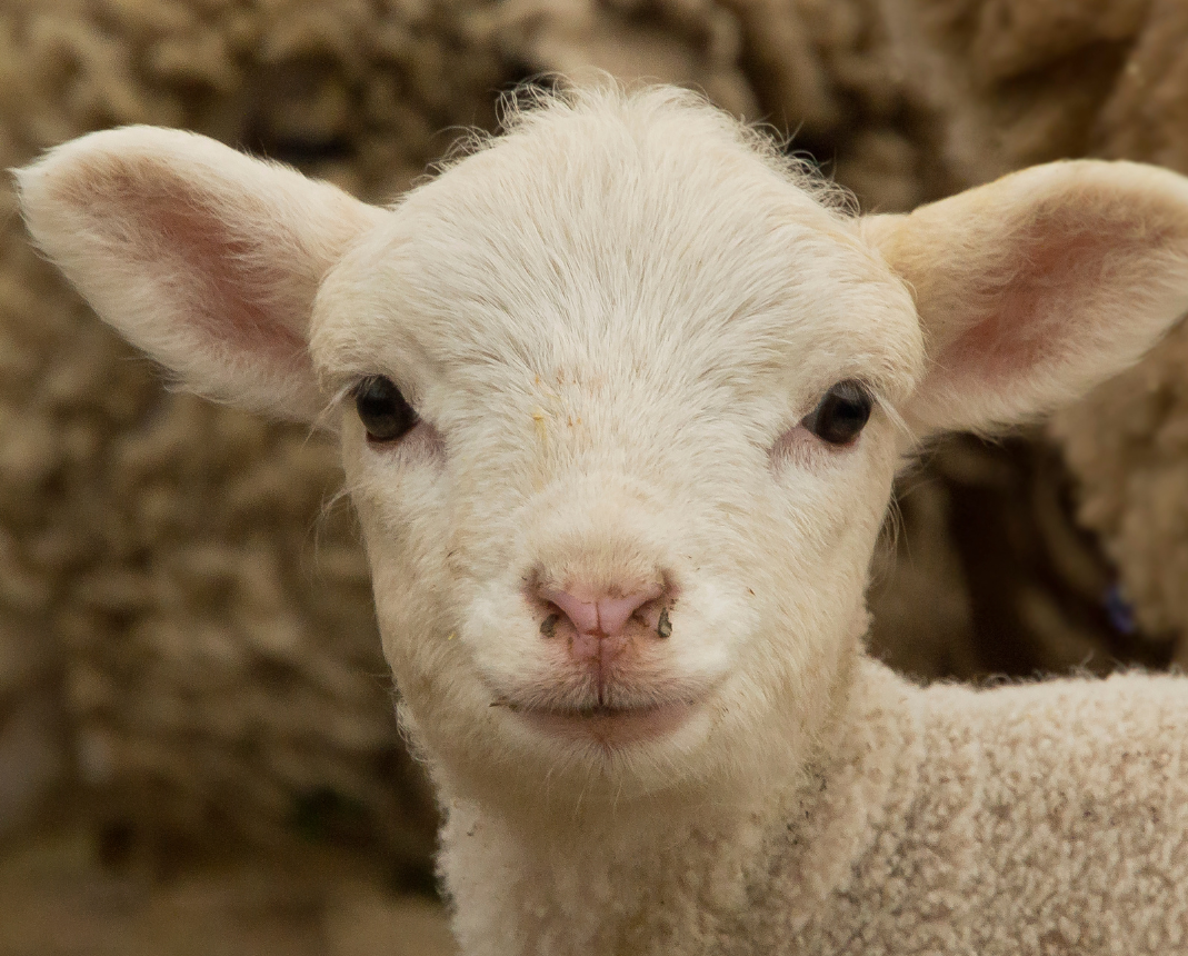 Lamb at Broomfield Hall.