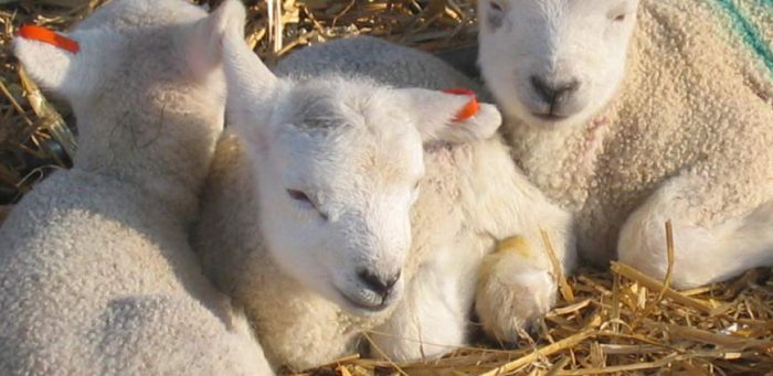 Lambs at Broomfield Hall.