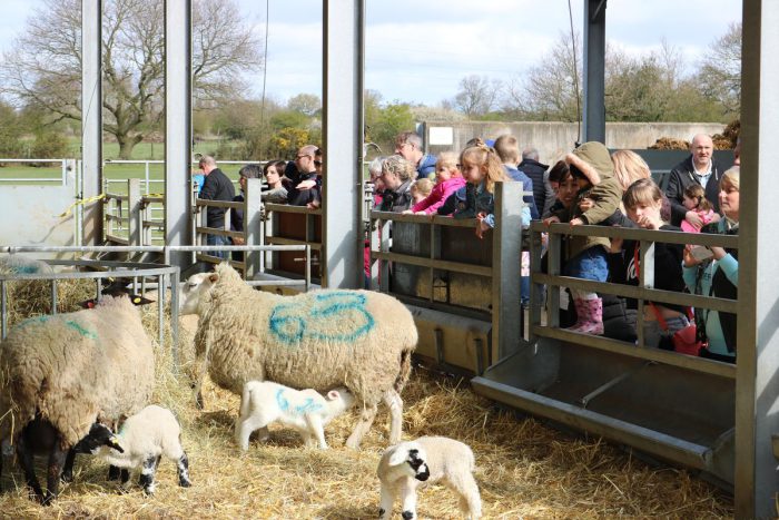 People looking at the lambs from last year's Lambing Sunday.