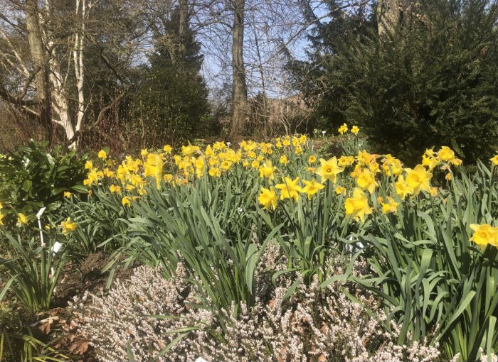 Flowers at the Winter Garden