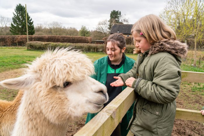 Child feeding an alpaca at Lambing Sunday.