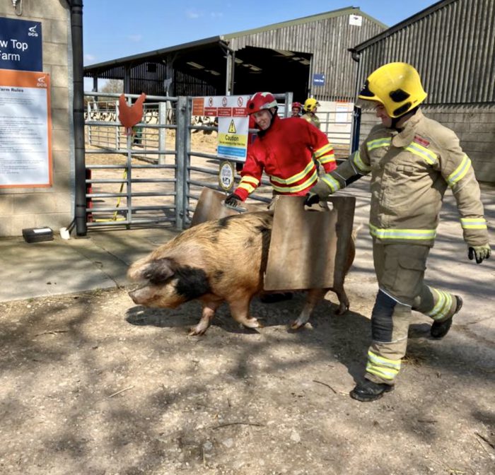 Team members from Red Watch walking with a pig.