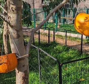 Pumpkins hanging from a tree.