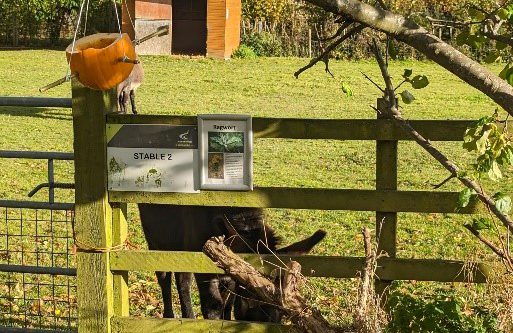 Pumpkin hanging from a tree infront of a stable with a donkey.