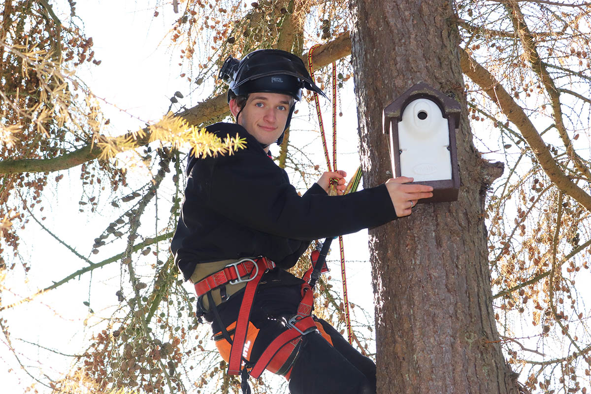 Student climbing a tree to attend to a birdbox
