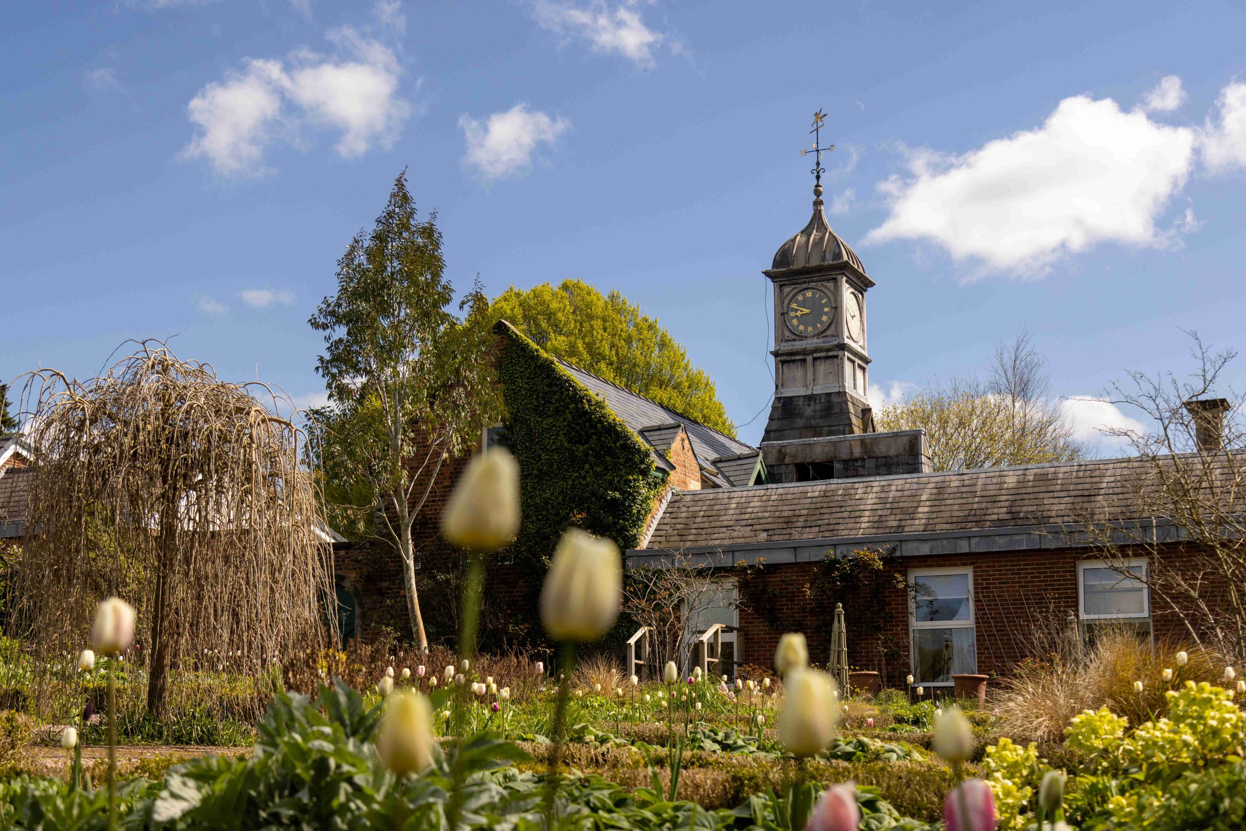 Garden with greenery and white and purple flowers in the foreground and a building with a clock tower in the background.