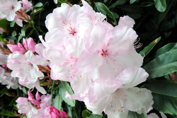 Close-up of a pinky-white flower.