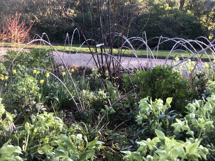 Various Winter plants and flowers.