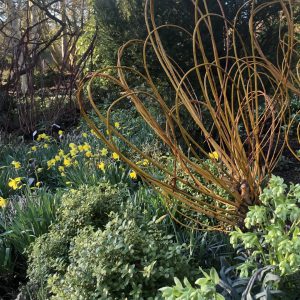 Various Winter plants and flowers.