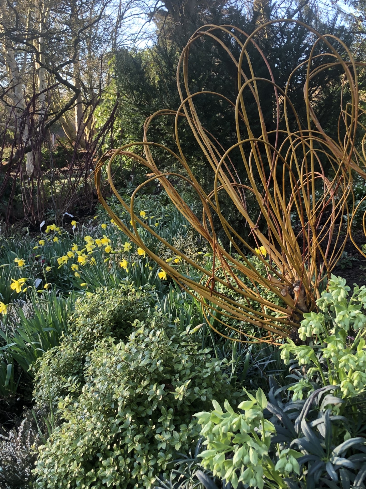 Various Winter plants and flowers.