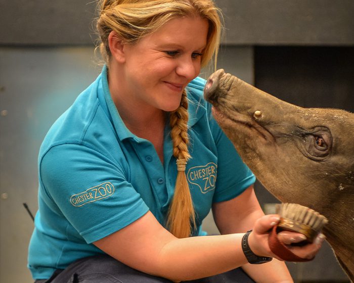 Female zookeeper with red hair smiling and cleaning a baby elephant.