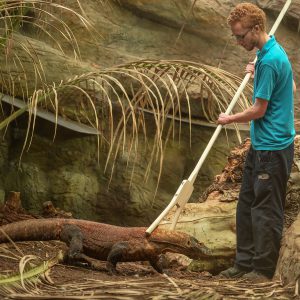 Young zookeeper tending to a crocodile.