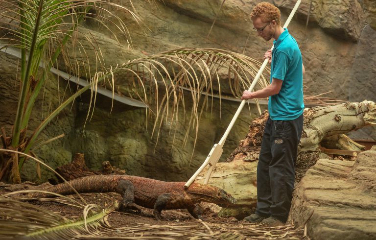 Young zookeeper tending to a crocodile.