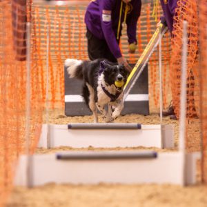 Border collie using a dog agility course.
