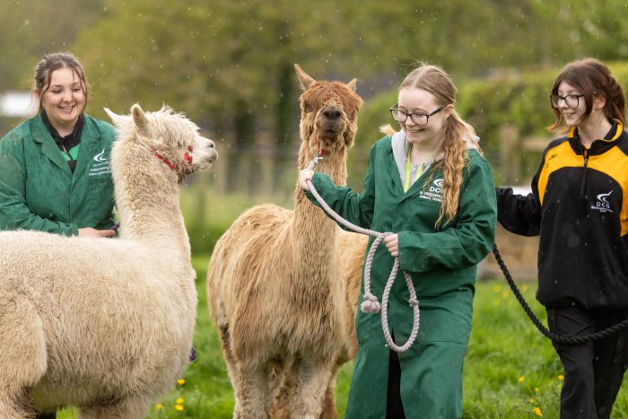 Three students walking alpacas