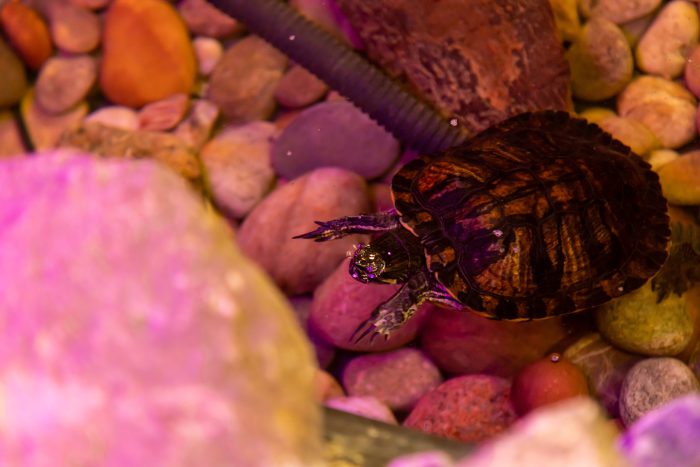 A tortoise swimming in a pond.
