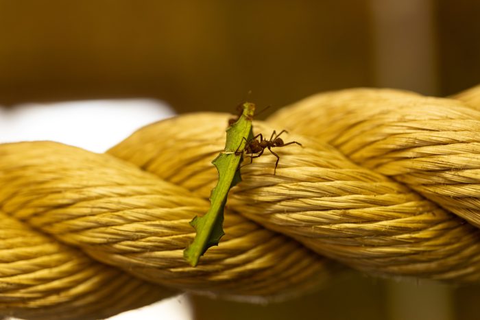 Ant carrying a leaf across a rope.