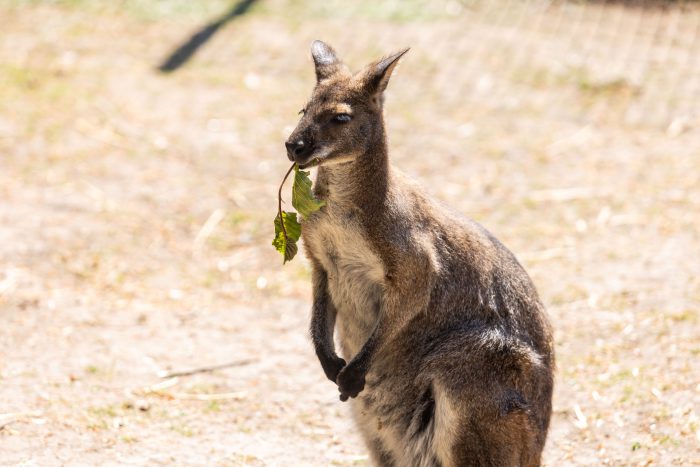A wallaby eating a leaf at Broomfield Hall's Animal Unit