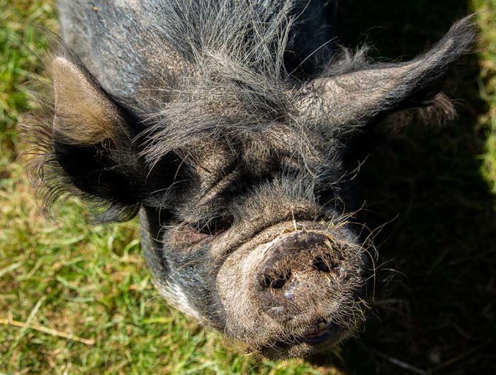 Close-up of a dark-haired pig with a muddy snout standing on grass in sunlight.