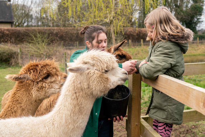 Young child feeding a llama at an open day at Broomfield Hall's Animal Unit.