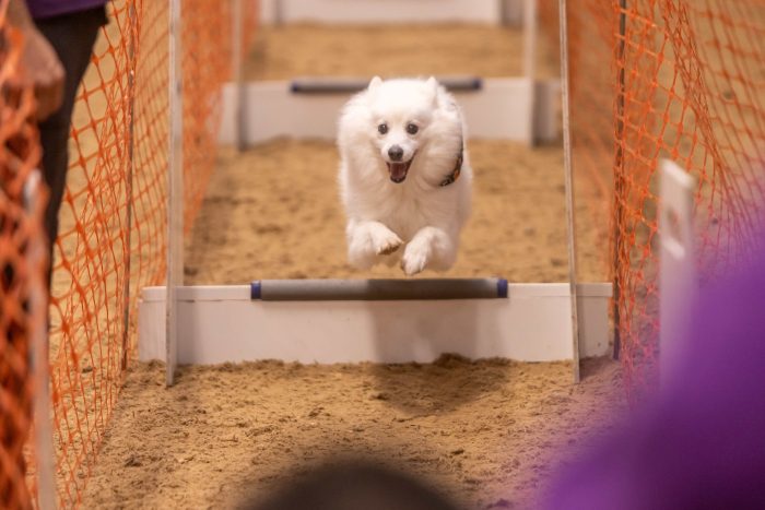 A dog jumping over an agility obstacle during a dog festival at Broomfield Hall.