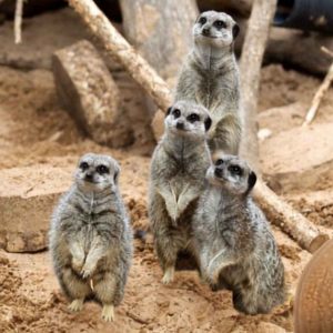 Meerkats stood on their hind legs at the Broomfield Hall Animal Unit with a pumpkin in front of them.