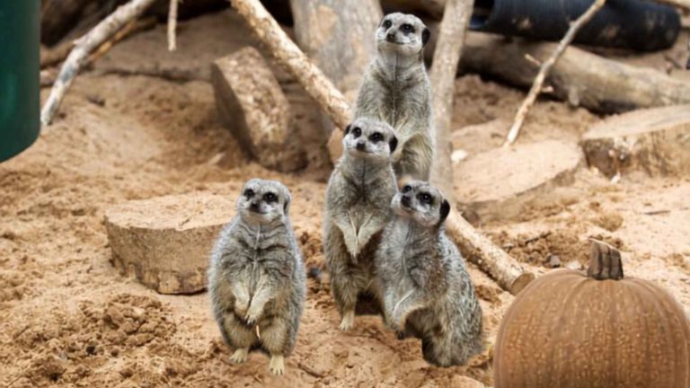 Meerkats stood on their hind legs at the Broomfield Hall Animal Unit with a pumpkin in front of them.